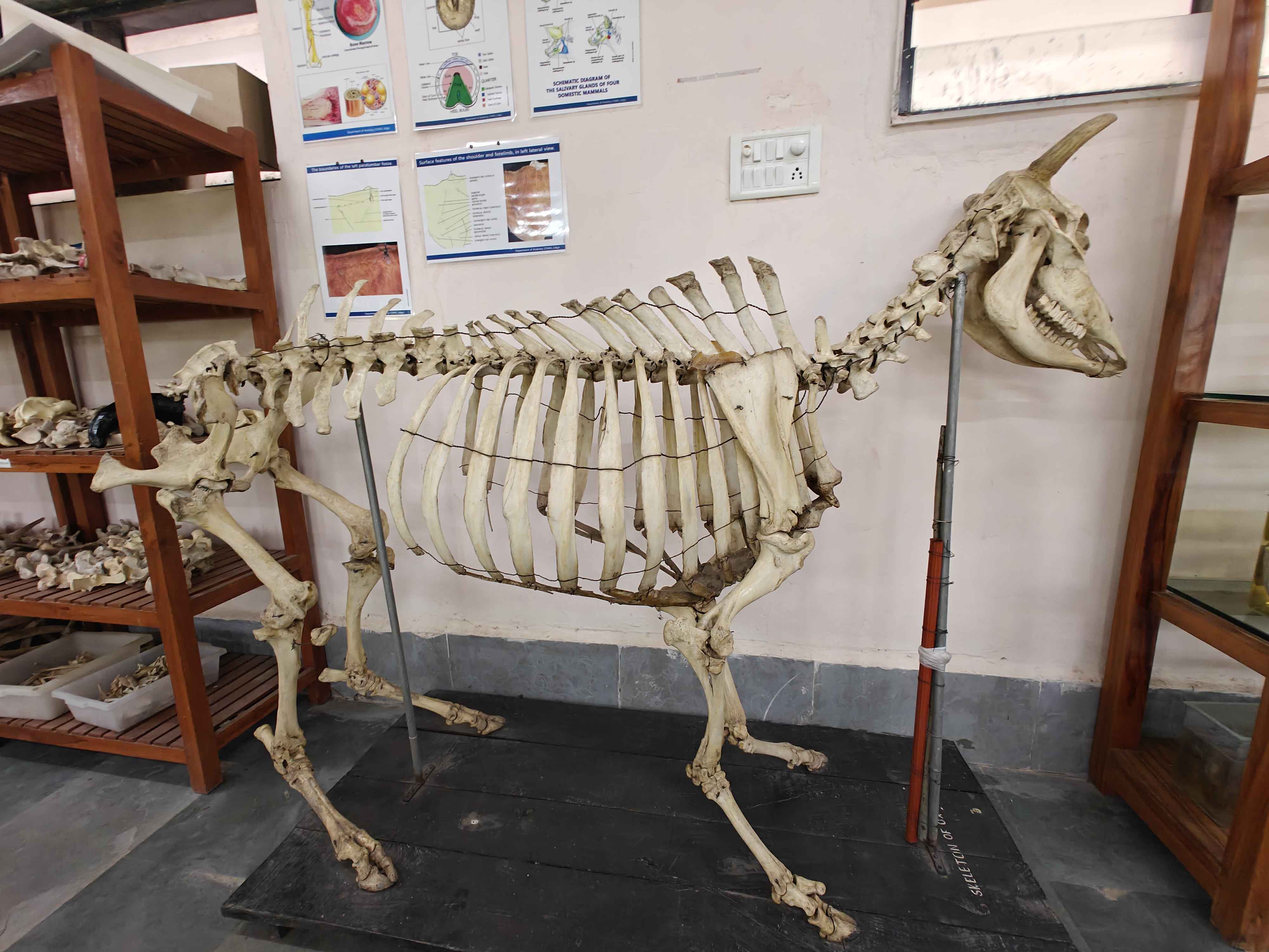 Veterinary Structure COVAS, Udgir - Veterinary Anatomy and Histology