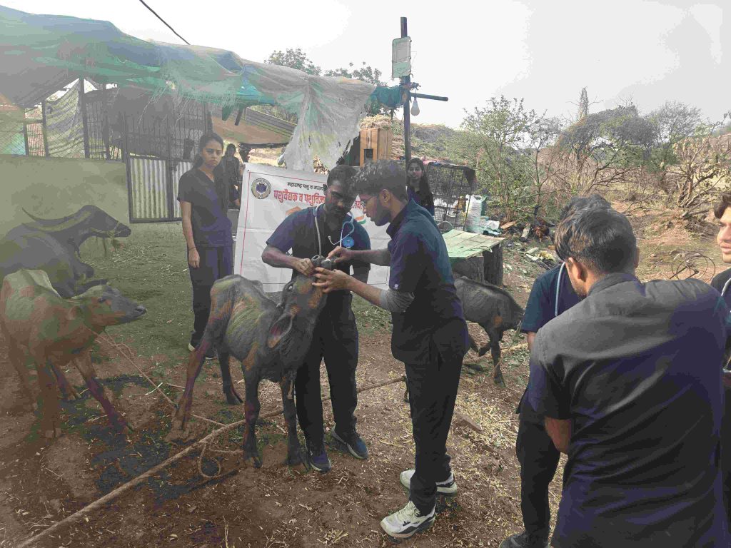 11. Animal Health Camp